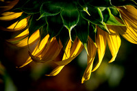 00600661 Sunflower Petals
