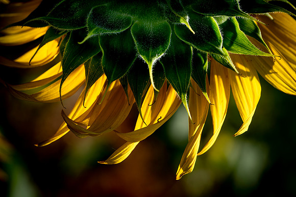 00600661 Sunflower Petals