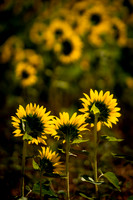 00600615 Sunflowers