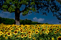 00600679 Field of Sunflowers