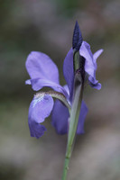 LKM07609 Purple Iris