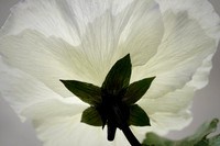 LMP05599 White Pansy