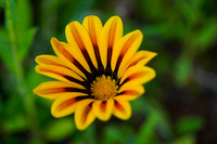 LKM01451 Yellow Wildflower