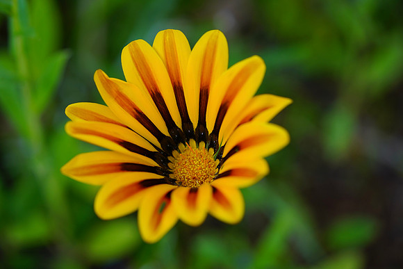 LKM01451 Yellow Wildflower