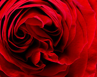 LMP06596 Red Rose